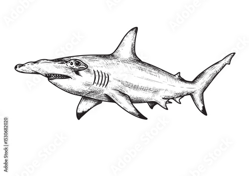  Hammerhead Shark, different angel view, engraving, hand drawn, line art, vector illustration, isolated on transparent background
