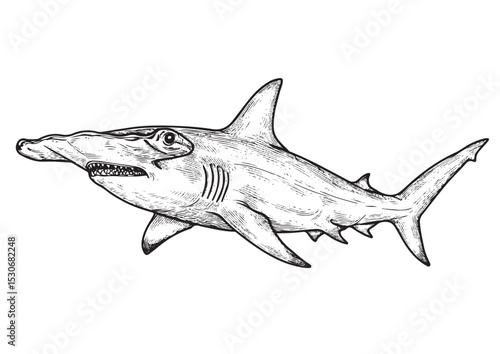  Hammerhead Shark, different angel view, engraving, hand drawn, line art, vector illustration, isolated on transparent background