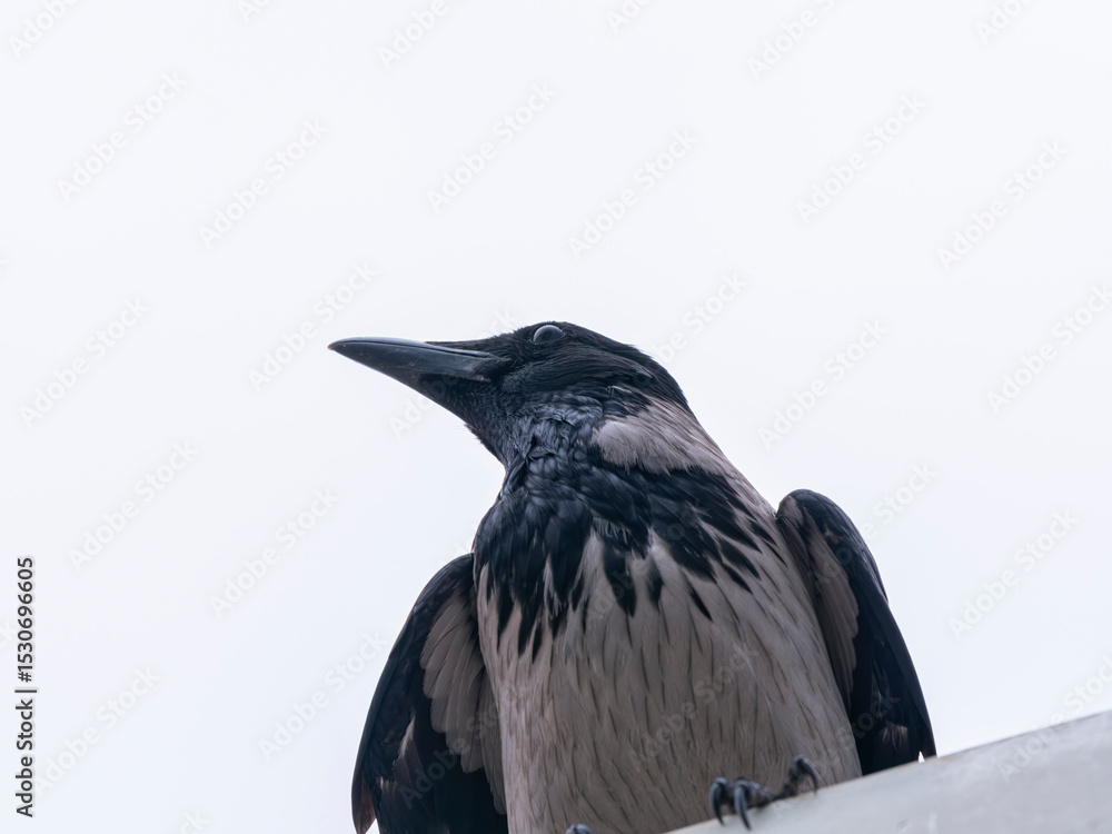 Fototapeta premium A lone crow in the forest