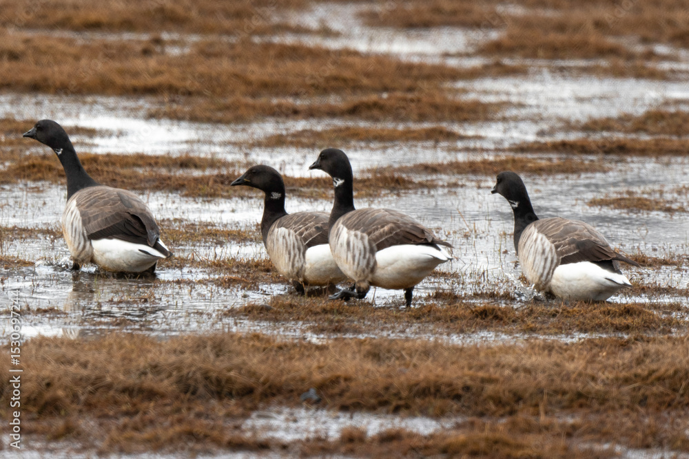 Bernache nonnette,
Branta leucopsis, Barnacle Goose, Longyearbyen, Spitzberg, Svalbard, Norvège Bernache nonnette,
Branta leucopsis, Barnacle Goose, Longyearbyen, Spitzberg, Svalbard, Norvège