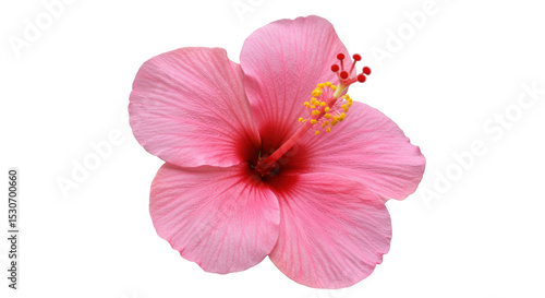 Fototapeta Naklejka Na Ścianę i Meble -  Isolated Pink Hibiscus Flower