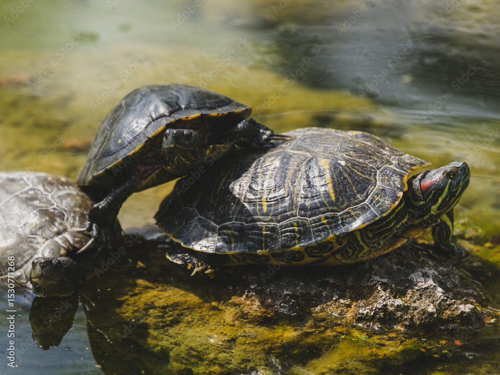 Fototapeta premium Turtles on a rock in the lake
