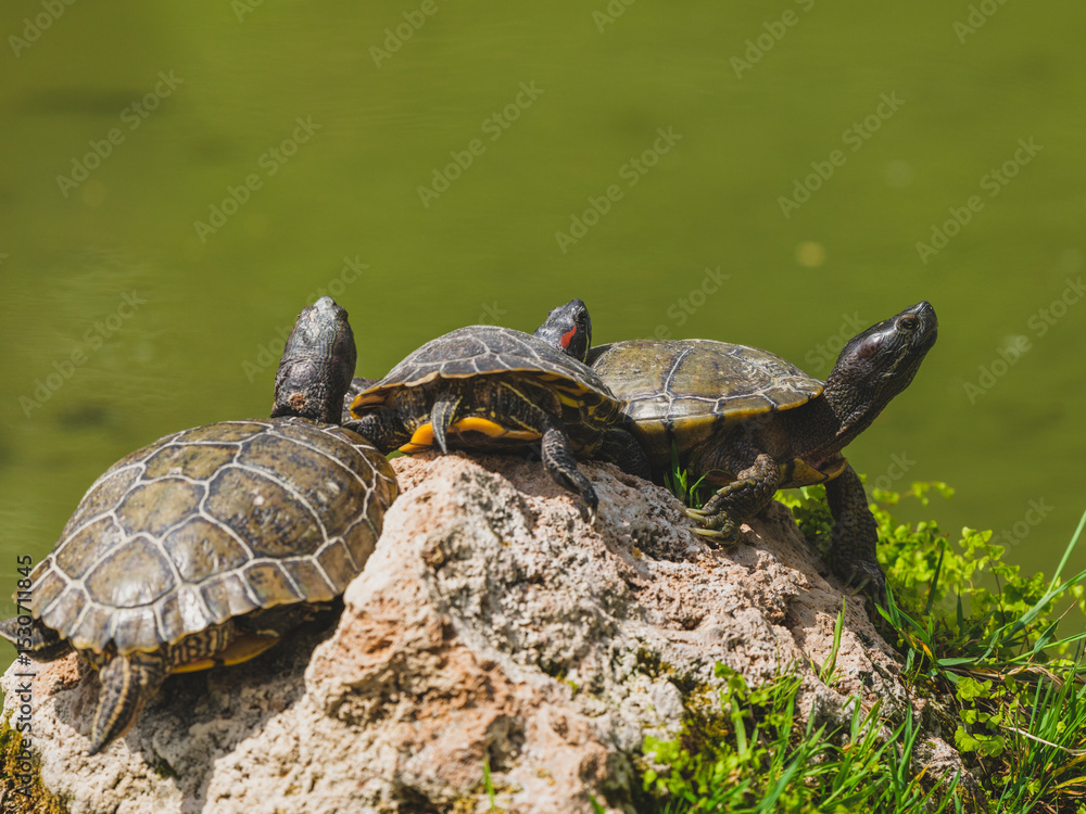 Obraz premium Turtles on a rock in the lake