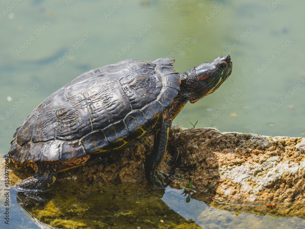 Obraz premium turtle on a rock in the pond