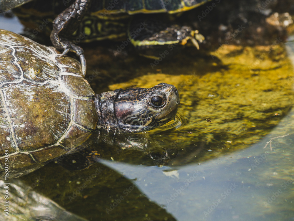 Fototapeta premium turtle on a rock in the pond
