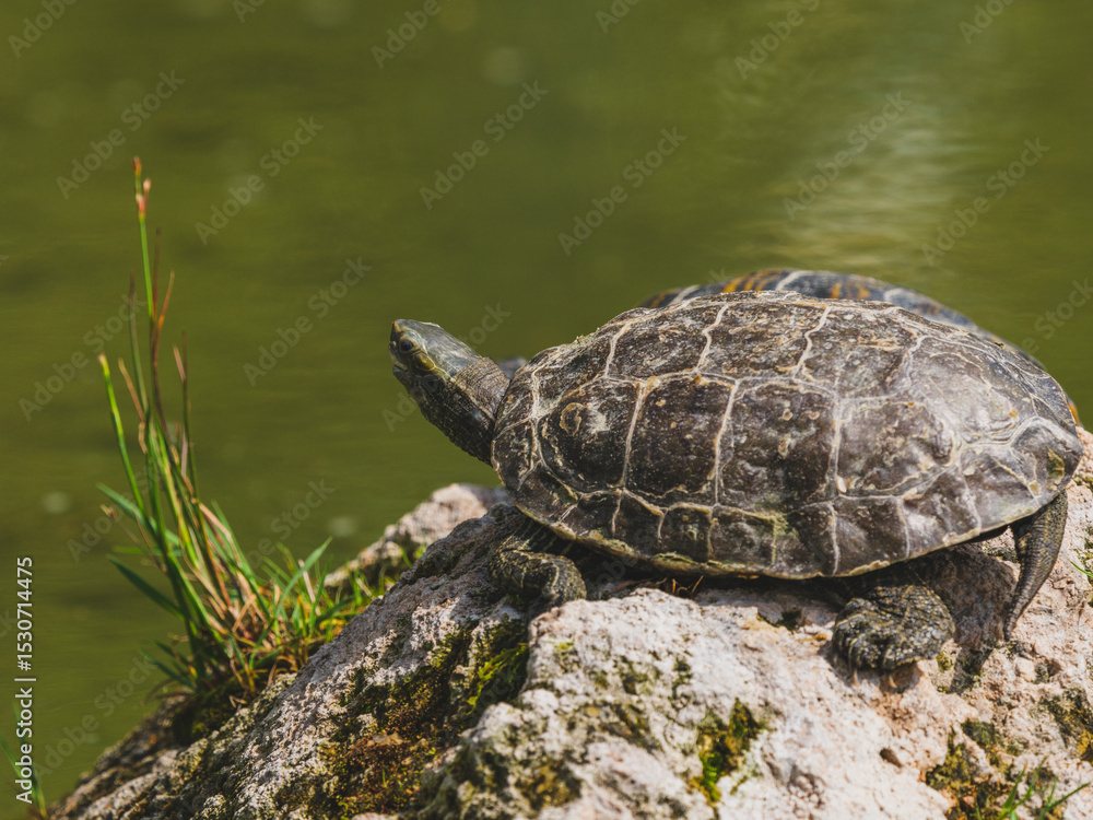 Obraz premium turtle on a rock in the pond