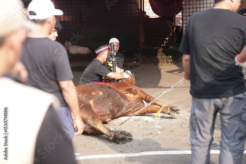 Cows for sacrificial animals