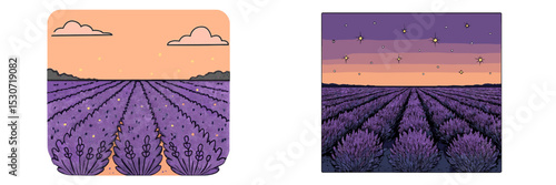 Rows of blooming lavender under a twilight sky with stars at dusk