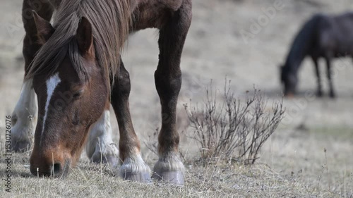 Wild horses in the Alberta foothills in the spring
