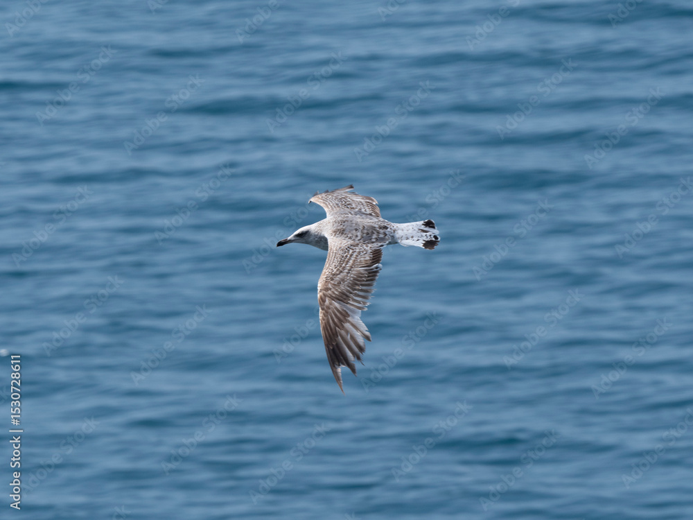 Fototapeta premium A beautiful seagull flying over the sea