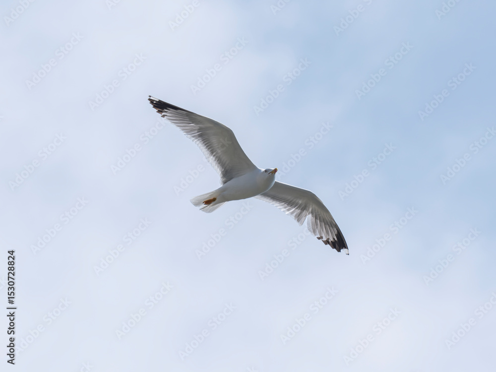 Obraz premium A graceful seagull soaring through the sky
