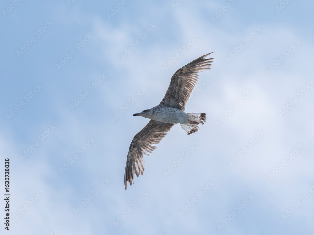 Obraz premium A graceful seagull soaring through the sky