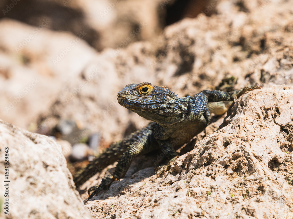 Obraz premium a beautiful lizard on the rock
