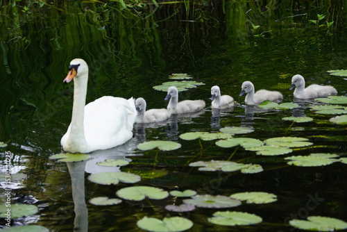 Canvas Print Mute swan (Cygnus olor) Anatidae family, with cute fluffy babies