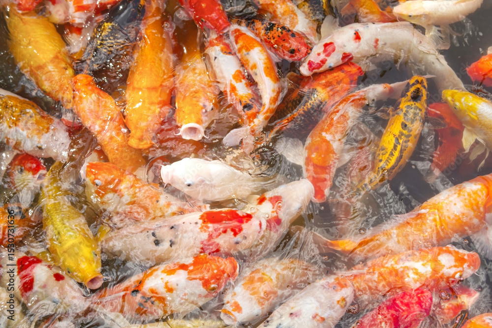 koi fish swimming in a pond koi fish swimming in a pond