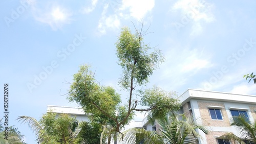 white house with trees