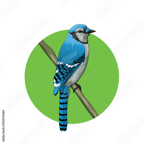 Blue Jay Perched on a Branch
