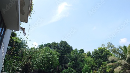 sky and trees