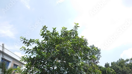 Tree with sky view