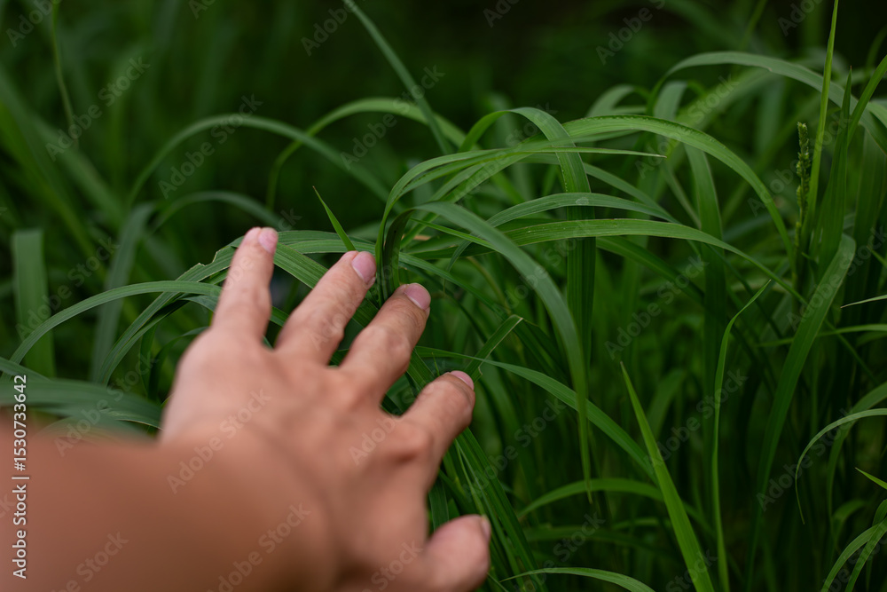 First-person perspective of a hand reaching out and touching tall green grass in a field. A concept of connecting with nature, freedom, and serenity First-person perspective of a hand reaching out and touching tall green grass in a field. A concept of connecting with nature, freedom, and serenity