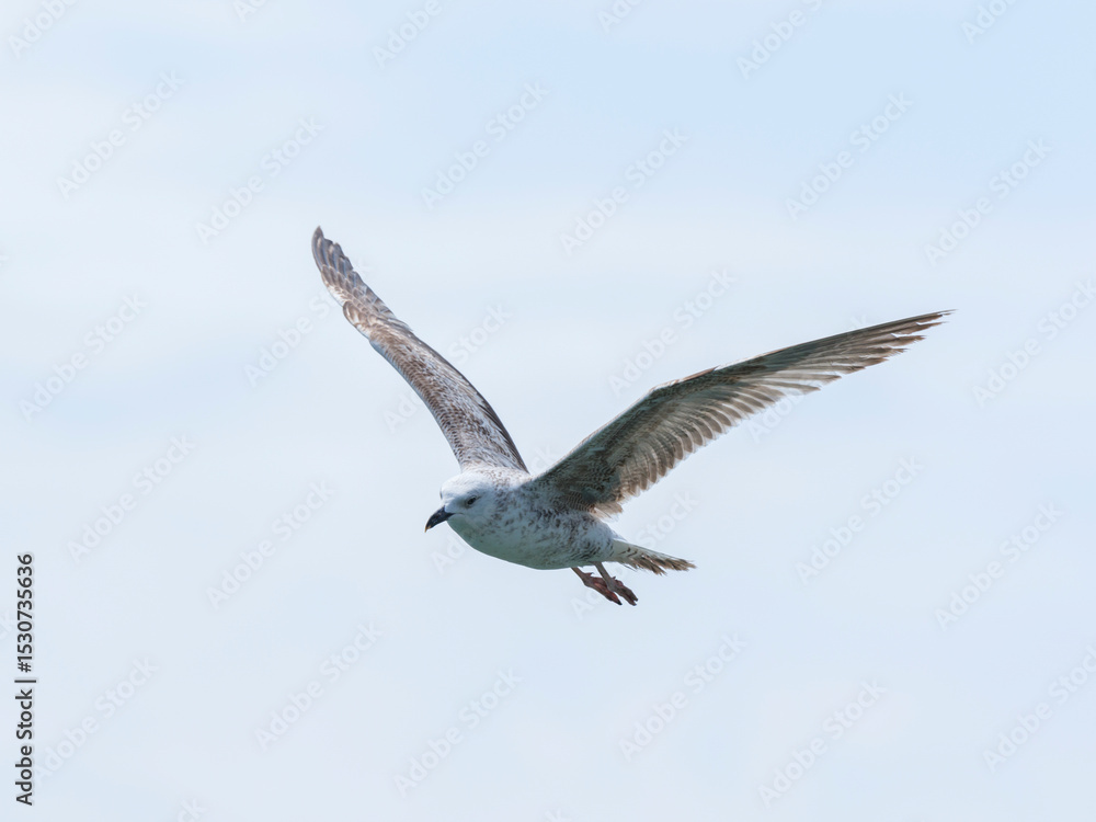 Fototapeta premium A graceful seagull soaring through the sky