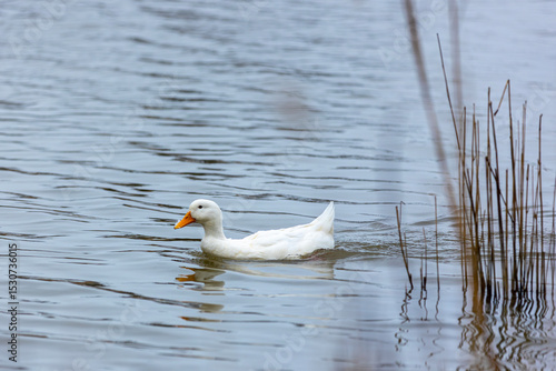 Foto A lone white duck glides quietly across a calm lake, leaving ripples in its wake