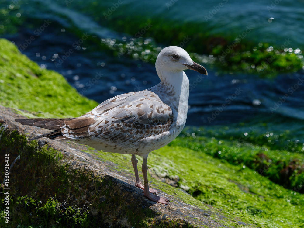 Obraz premium A cute seagull by the sea