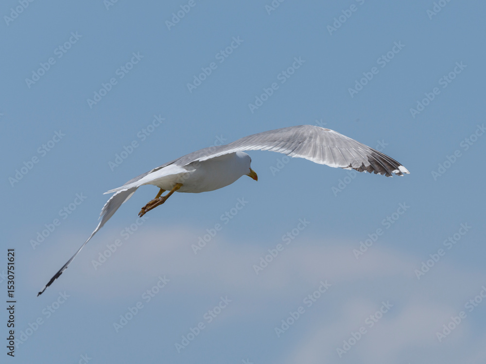Fototapeta premium A graceful seagull soaring through the sky