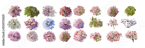 Watercolor botanical tree top view, vector illustration for spring garden plan, isolated element on white, foliage for environment design, landscaping detail, transparent background.