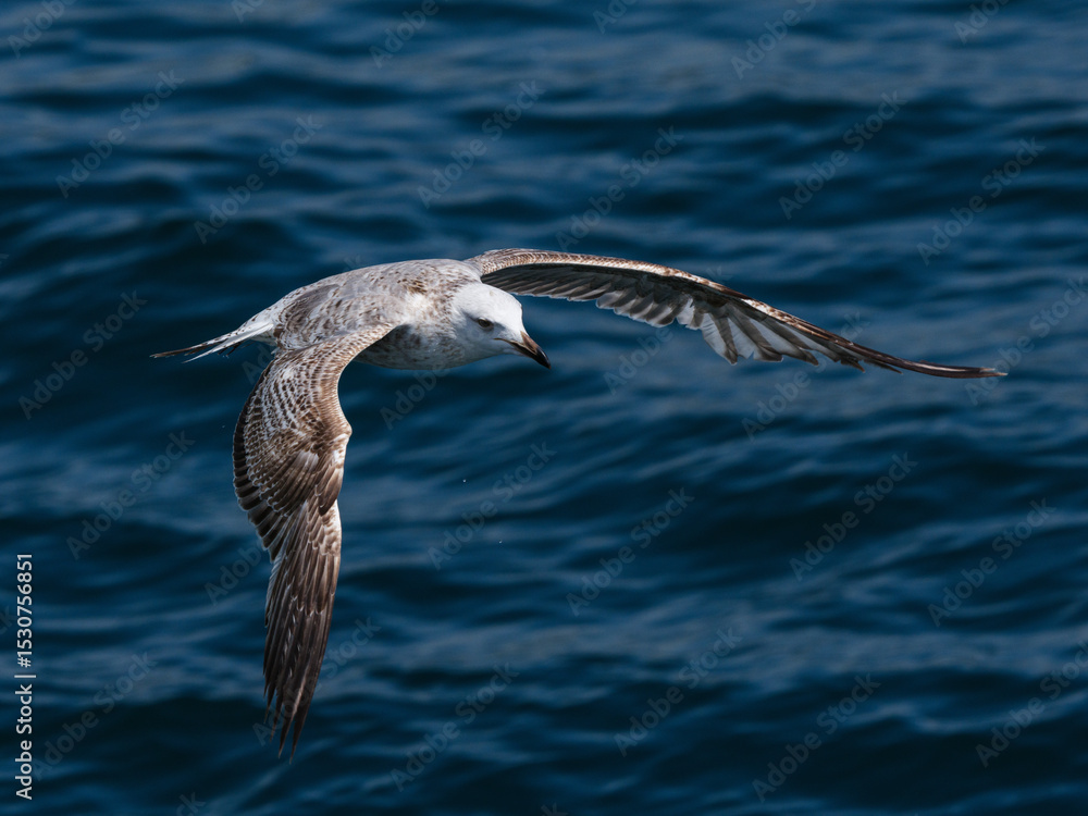 Fototapeta premium A graceful seagull soaring above the ocean