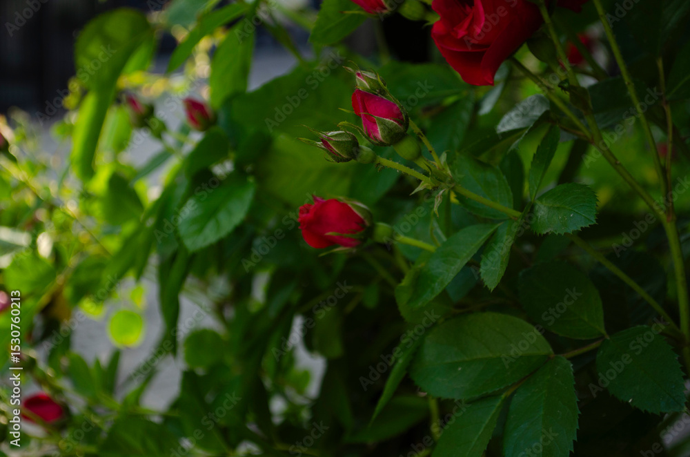 red rose in garden red rose in garden
