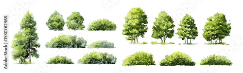 Watercolor tree and forest shrub, side view green element for landscape and garden design, architecture use, isolated on white, vector illustration, foliage, nature art, transparent background.