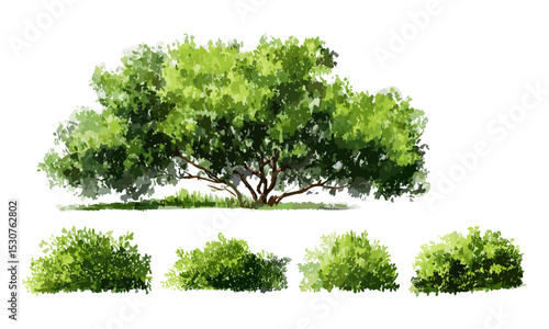 Vector watercolor green tree side view, forest shrub for garden section, isolated on white background, landscape element for architecture drawing, vector illustration, nature, foliage, png.