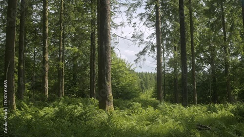 Wallpaper Mural View From Edge Of Forest On A Spring Day 4K Shot on the Sony a7siii + Ronin RS 3 Torontodigital.ca