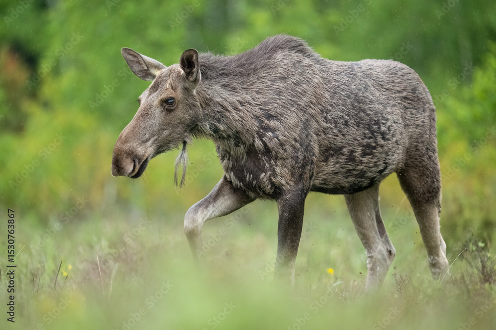 Fototapeta premium Moose cow walking on the forest meadow