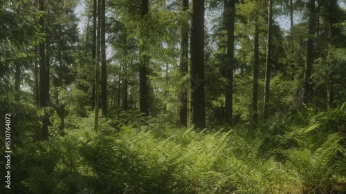 Wallpaper Mural Windy British Forest On A Spring Day 4K Shot on the Sony a7siii + Ronin RS 3 Torontodigital.ca