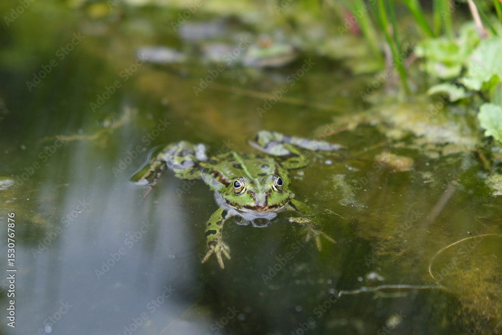 Green frog swimming in a natural pond, facing camera Green frog swimming in a natural pond, facing camera