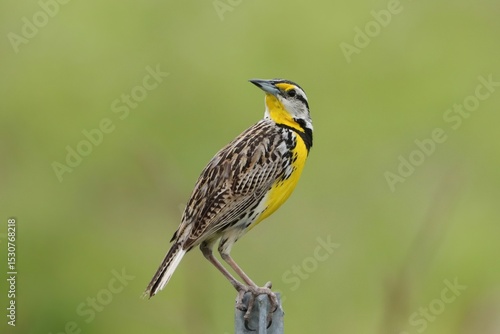Gorgeous Eastern Meadowlark atop a Country Road Fence Post Florida