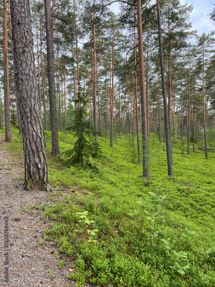 Obraz premium footpath in the forest