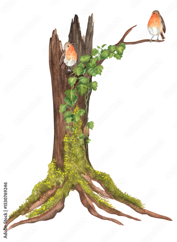 Fototapeta premium An old watercolor hollowed tree with moss on the trunk and green climbing ivy. Two robin birds are sitting on the branch. Garden clipart. Hand-drawn illustration for postcards, stickers, scrapbooking
