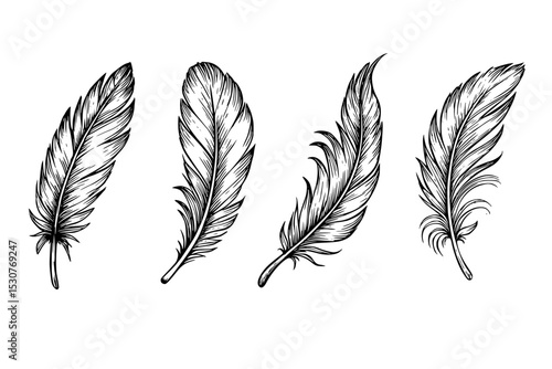 Hand-drawn bird feather vector set with outline on transparent background