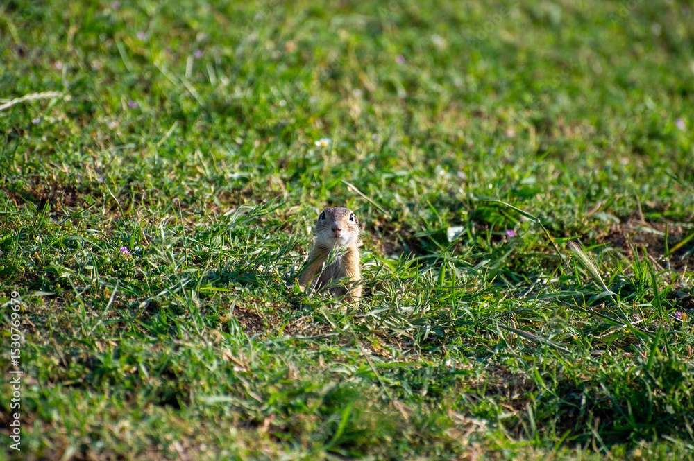 Obraz premium european ground squirrel eating in green grass