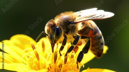 Wallpaper Mural Honeybee close up pollenating yellow flower macro shot Torontodigital.ca