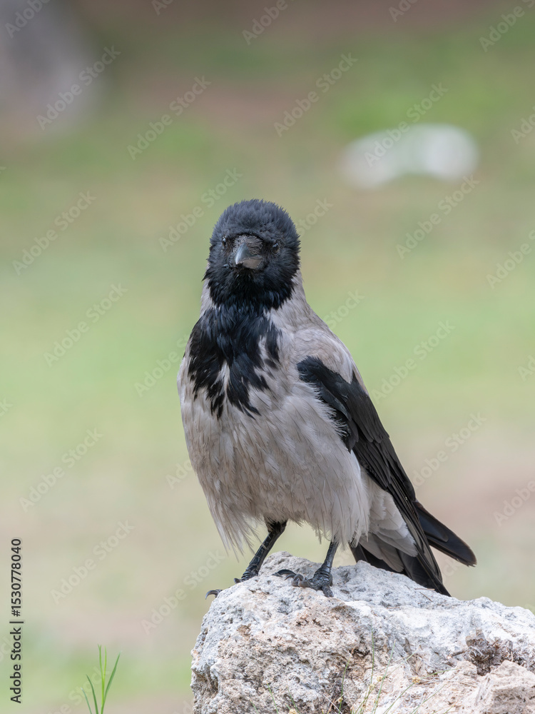 Obraz premium A beautiful crow in nature