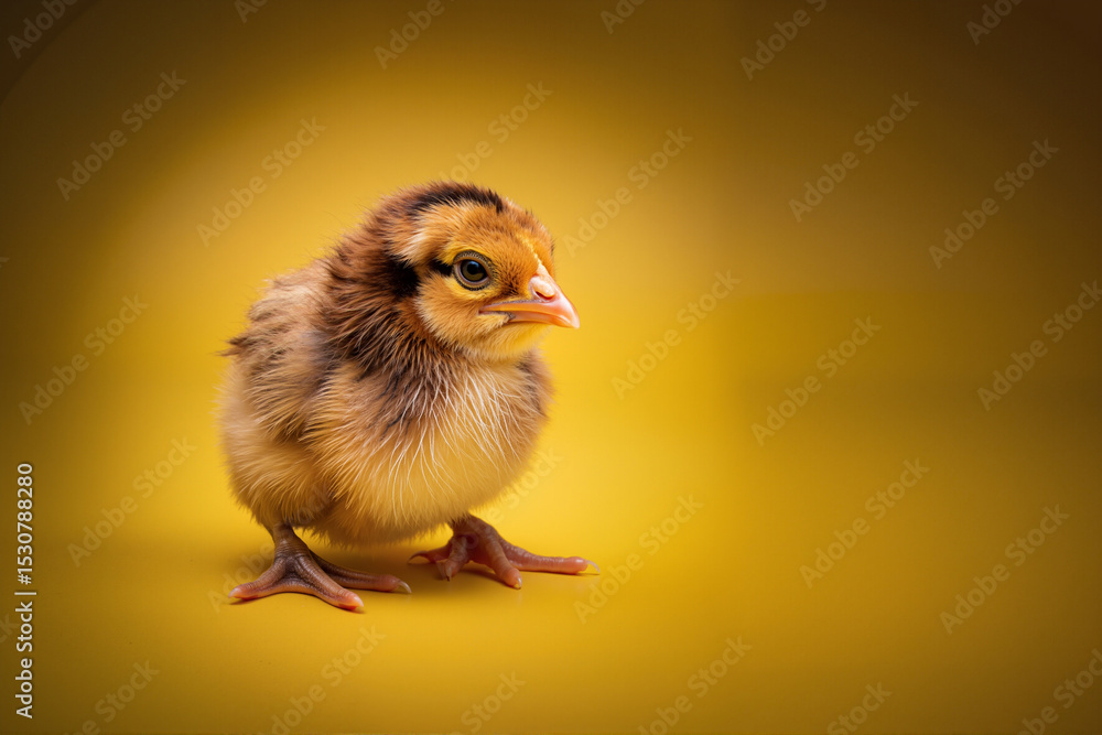 Fluffy chick standing on vibrant yellow background Fluffy chick standing on vibrant yellow background
