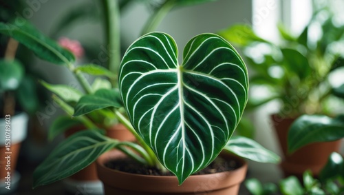 Close-up of topical houseplant with velvety dark green veined leaves in a flower pot, with other plants in a blurred room background.