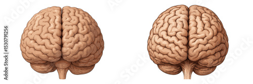 Detailed anatomical representation of a human brain showcasing both left and right hemispheres in a neutral setting