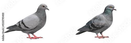 Pigeons standing side by side showcasing variations in plumage and posture in a natural setting during daylight hours