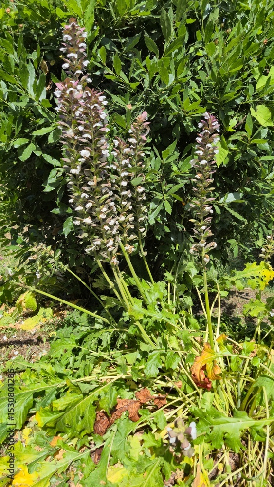 Fototapeta premium Acanthus mollis (gator plant) is a species of plant in the family Acanthaceae and is native to the Mediterranean