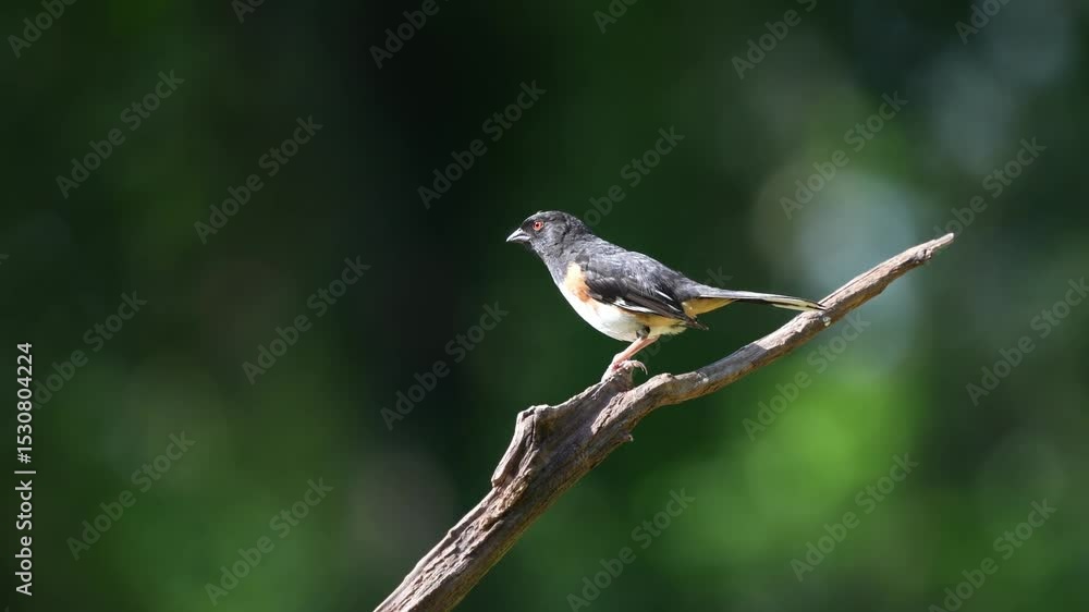 A male towhee perched on a dead tree branch A male towhee perched on a dead tree branch